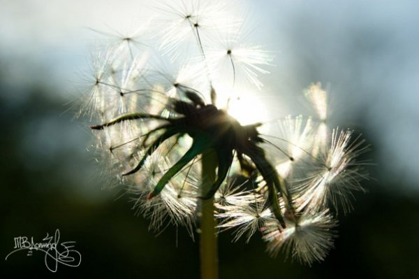 Фотовиставка Тетяни Должко